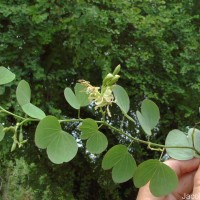 Bauhinia racemosa Lam.